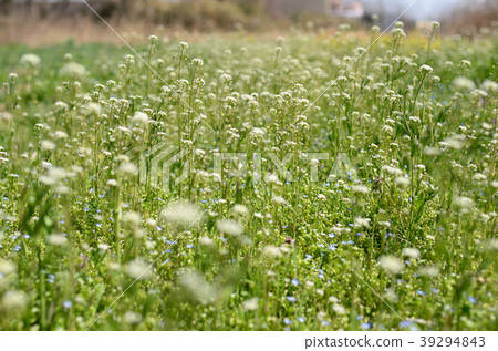 Village spring (shepherd's purse blooming meadow) 39294843