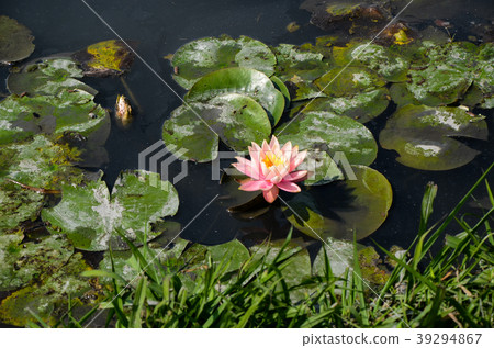 睡蓮，經絡，水花，睡蓮，水花，小花 39294867