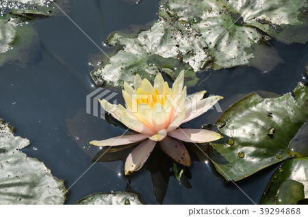 睡蓮,經絡,水花,睡蓮,水花,小花 睡蓮,經絡,水花,睡蓮,水花,小花 39294868