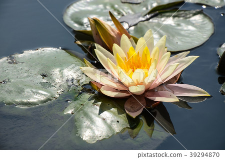 睡蓮,經絡,水花,睡蓮,水花,小花 睡蓮,經絡,水花,睡蓮,水花,小花 39294870