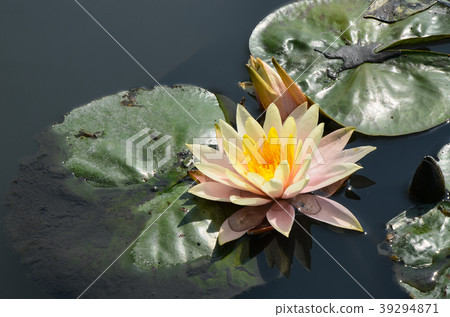 睡蓮，經絡，水花，睡蓮，水花，小花 39294871