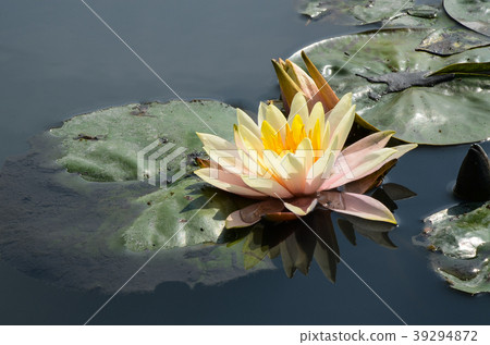 睡蓮，經絡，水花，睡蓮，水花，小花 39294872