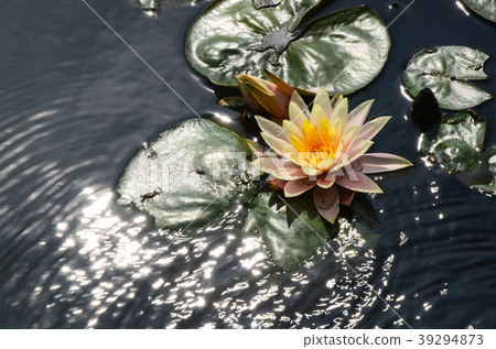 睡蓮，經絡，水花，睡蓮，水花，小花 39294873