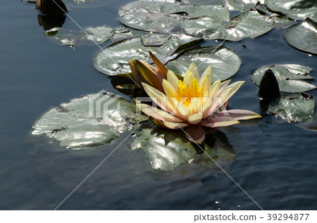 睡蓮，經絡，水花，睡蓮，水花，小花 39294877