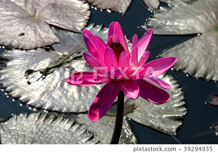 睡蓮,水下Senko,Hananaka Senko,子午線,藍蓮花 睡蓮,水下Senko,Hananaka Senko,子午線,藍蓮花 39294935