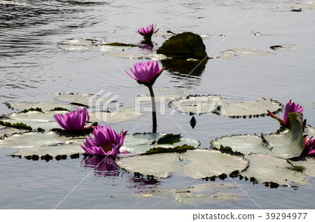 睡蓮,水下Senko,Hananaka Senko,子午線,藍蓮花 睡蓮,水下Senko,Hananaka Senko,子午線,藍蓮花 39294977