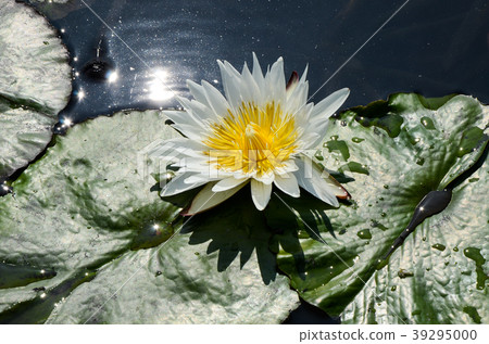睡蓮,水下Senko,Hananaka Senko,子午線,藍蓮花 睡蓮,水下Senko,Hananaka Senko,子午線,藍蓮花 39295000