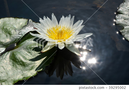 Waterlily, underwater Senko, Hananaka Senko, meridian, blue lotus 39295002