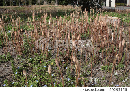 馬尾 馬尾 39295156