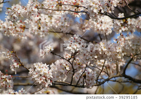 櫻桃樹盛開 39295185