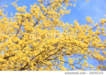 Spring Park Sanshu Yu in full bloom 39295232