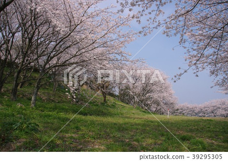 Sakura Minamishimabara city of Hinoe castle ruins 39295305