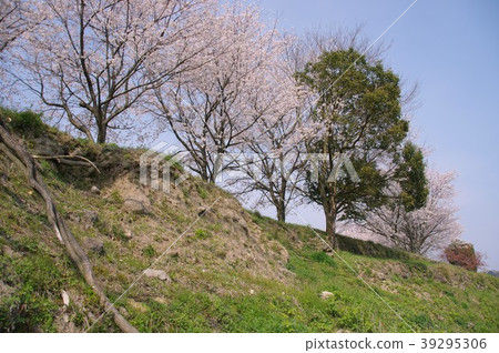 Sakura Minamishimabara city of Hinoe castle ruins 39295306