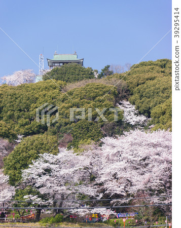 Komaki and Komaki castle and cherry blossom view 39295414
