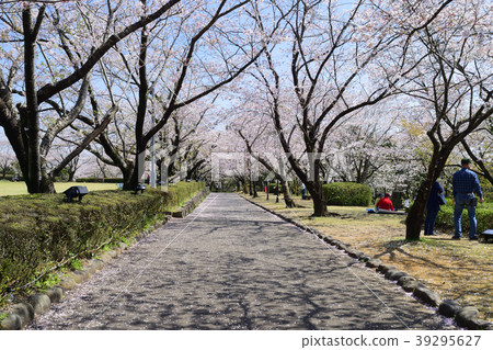 Cherry blossoms at Amajo Castle Park 39295627