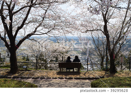 Cherry blossoms at Amajo Castle Park 39295628