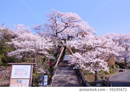 宇都宮市Jikoji寺的Edhiganzakura 宇都宮市Jikoji寺的Edhiganzakura 39295672