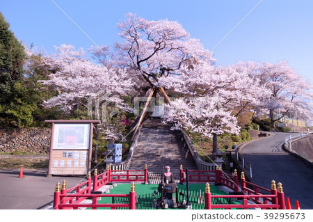 宇都宮市Jikoji寺的Edhiganzakura 宇都宮市Jikoji寺的Edhiganzakura 39295673