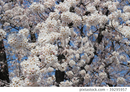 櫻花盛開 櫻花盛開 39295957