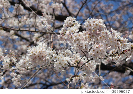 Cherry tree in full bloom Cherry tree in full bloom 39296027