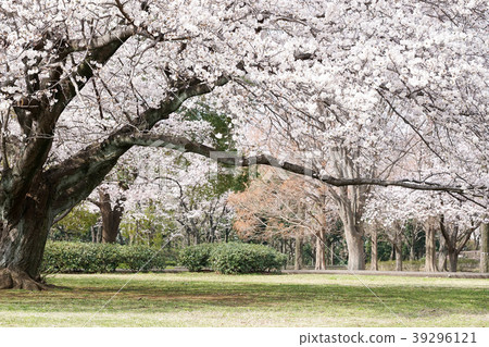 Sakura Park 39296121