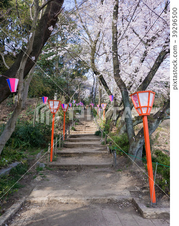 小牧山城/大手堂櫻花節 39296500