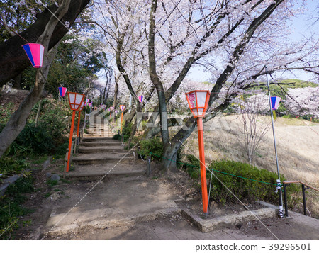 小牧山城/大手堂櫻花節 39296501