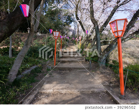 小牧山城/大手堂櫻花節 小牧山城/大手堂櫻花節 39296502