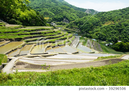 小豆島(香川縣)-Nakayama Senmaida 小豆島(香川縣)-Nakayama Senmaida 39296506