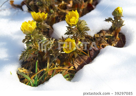 Fukuzusa snow 39297085