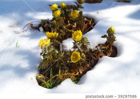 Fukuzusa snow 39297086