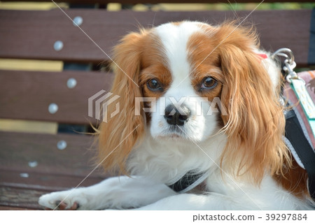 Cavalier and hydrangea Cavalier and hydrangea 39297884
