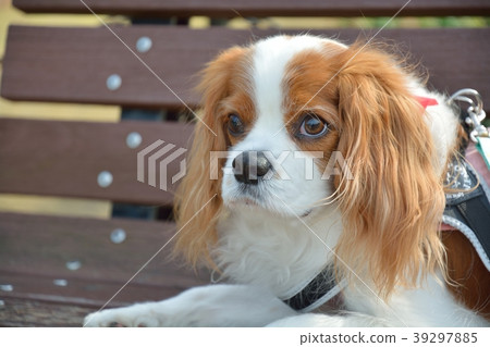Cavalier and hydrangea Cavalier and hydrangea 39297885
