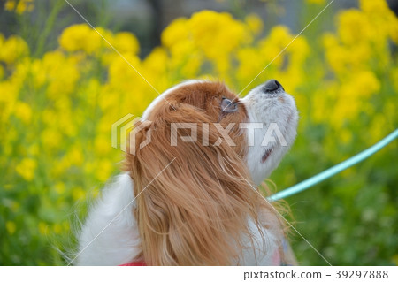 Cavalier and rape blossoms Cavalier and rape blossoms 39297888