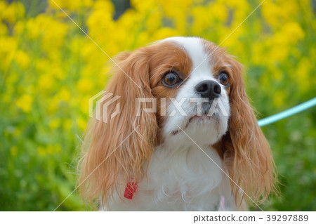 Cavalier and rape blossoms Cavalier and rape blossoms 39297889