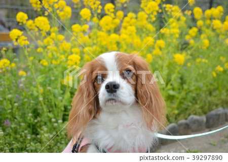 Cavalier and rape blossoms Cavalier and rape blossoms 39297890