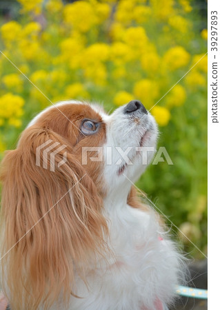 Cavalier and rape blossoms Cavalier and rape blossoms 39297893