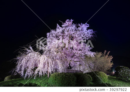 丸山公園的祗園分支櫻花 丸山公園的祗園分支櫻花 39297922