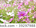 cosmos flower field in pink soft tone 39297988