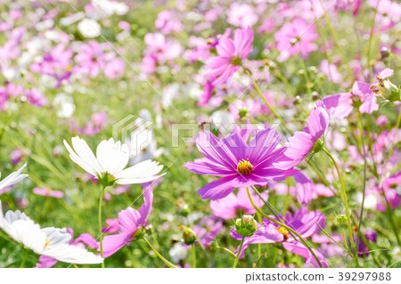 cosmos flower field in pink soft tone cosmos flower field in pink soft tone 39297988