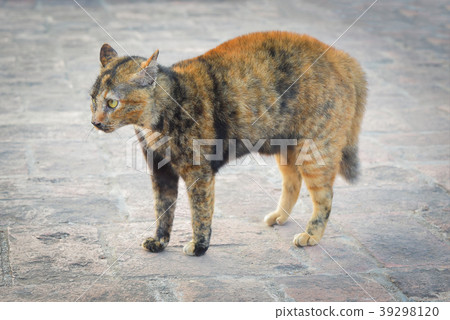 cat with an arched back and hackles raised 39298120