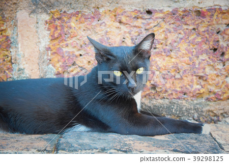 Big fluffy black cat lying on the warm stone path Big fluffy black cat lying on the warm stone path 39298125