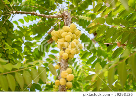 Close up star gooseberry on tree Close up star gooseberry on tree 39298126