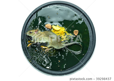 A mouse in a trap on white background 39298437