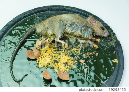 A mouse in a trap on white background A mouse in a trap on white background 39298453