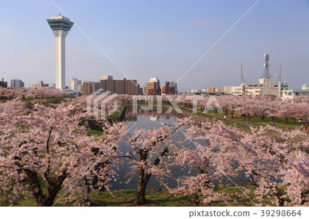 Cherry blossoms at Goryokaku Cherry blossoms at Goryokaku 39298664
