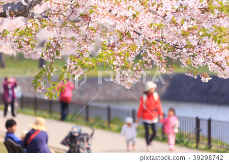 Cherry blossoms at Goryokaku Cherry blossoms at Goryokaku 39298742
