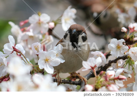 Cherry Blossoms	 39298809