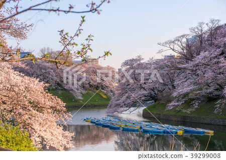 Chidori Shizuku Sakura 39299008