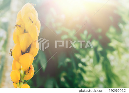 soft focus yellow flower and red ant at sunrise soft focus yellow flower and red ant at sunrise 39299012